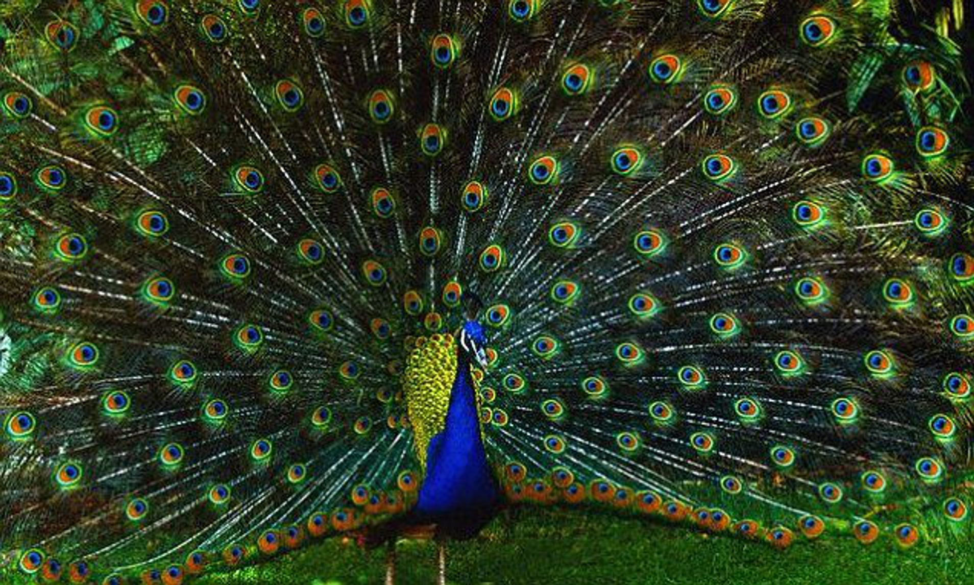 What Does It Mean When A Peacock Vibrates Its Feathers?